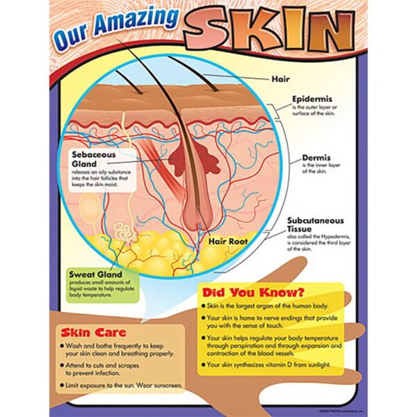 T38295 Chart our amazing skin 5